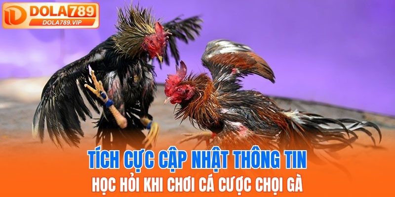 Tích cực cập nhật thông tin, học hỏi khi chơi cá cược chọi gà